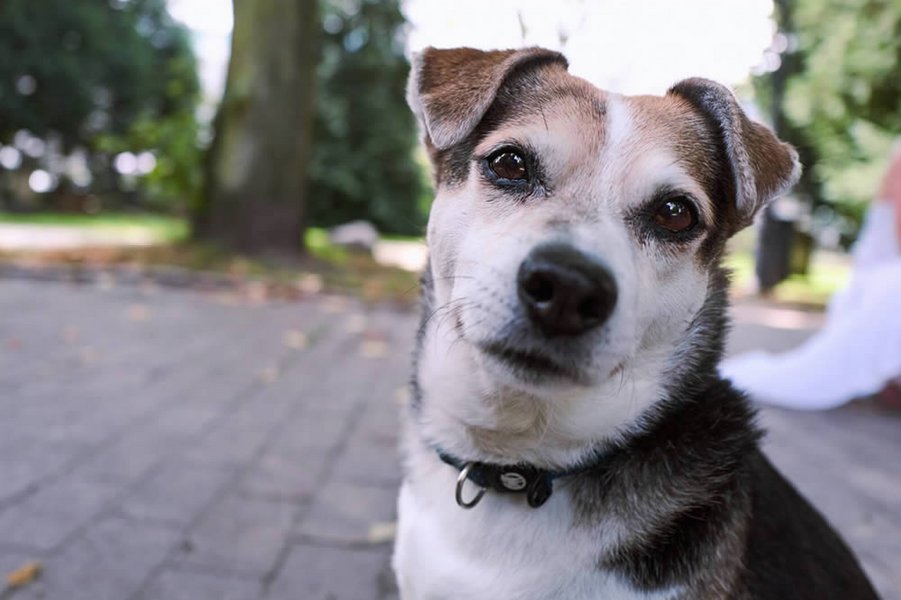 Nahaufnahme eines Hundes mit fokussiertem Blick